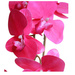 Fuksjowy storczyk orchidea Kompozycja kwiatowa 1 Pęd 55 cm KOMp68 S240