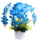 Niebieski storczyk orchidea Kompozycja kwiatowa 5 Pędów 60 cm KOMp62 S546