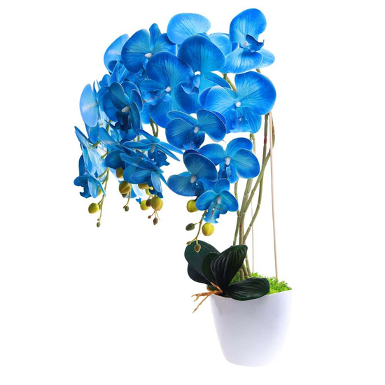 Niebieski storczyk orchidea Kompozycja kwiatowa 5 Pędów 60 cm KOMp62 S349