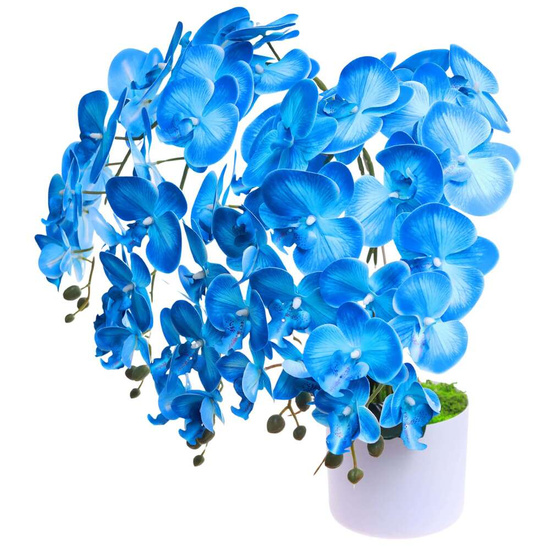 Niebieski duży storczyk orchidea Kompozycja kwiatowa 5 Pędów 60 cm KOMp77 S640