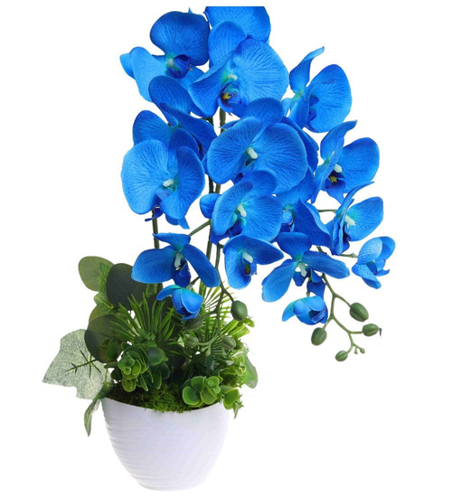 Niebieski storczyk orchidea Kompozycja kwiatowa 50 cm KOMp160 S342