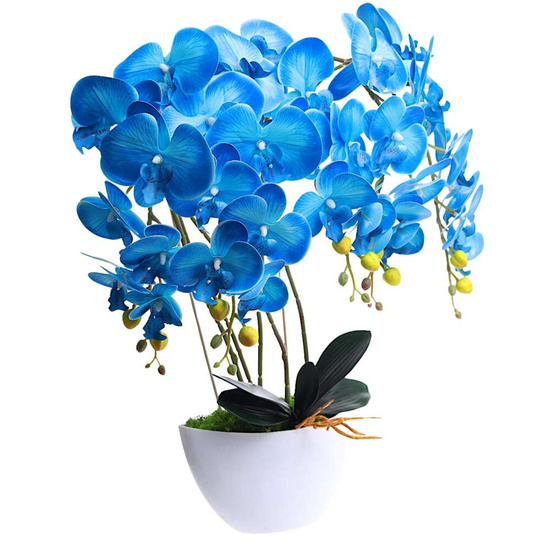 Niebieski storczyk orchidea Kompozycja kwiatowa 5 Pędów 60 cm KOMp62 S349