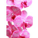 Fuksjowo biały storczyk orchidea Kompozycja kwiatowa 1 Pęd 55 cm KOMp69 S240