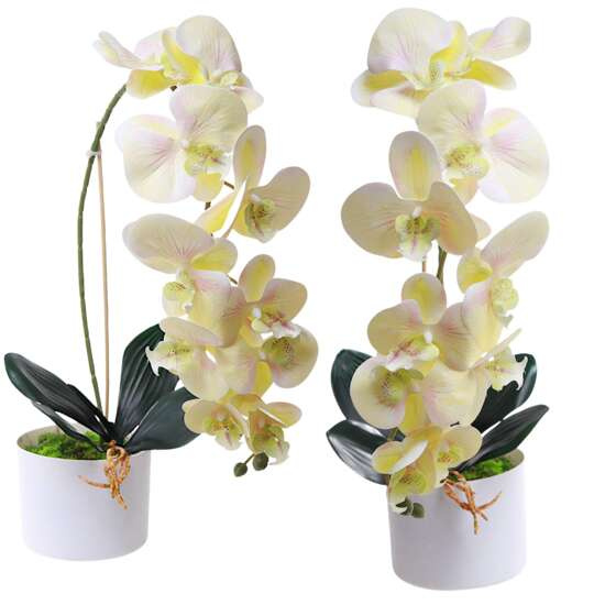 Żółty storczyk orchidea Kompozycja kwiatowa 1 Pęd 55 cm KOMp66 S240
