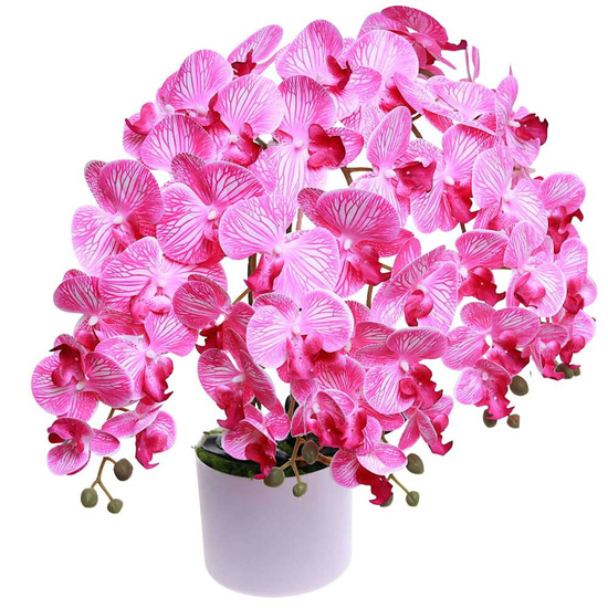 Fuksjowo biały duży storczyk orchidea Kompozycja kwiatowa 5 Pędów 60 cm KOMp73 S640