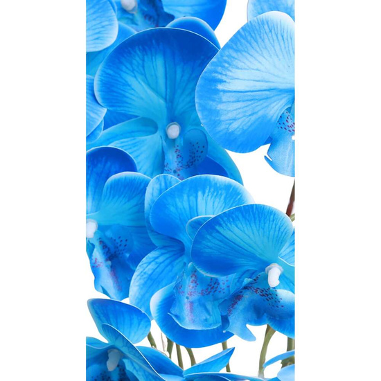 Niebieski storczyk orchidea Kompozycja kwiatowa 5 Pędów 60 cm KOMp62 S349