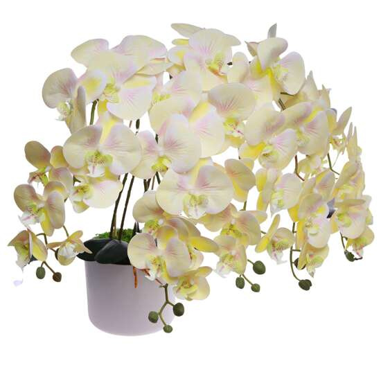 Żółty duży storczyk orchidea Kompozycja kwiatowa 5 Pędów 60 cm KOMp74 S640
