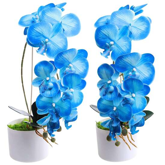 Niebieski storczyk orchidea Kompozycja kwiatowa 1 Pęd 55 cm KOMp64 S240