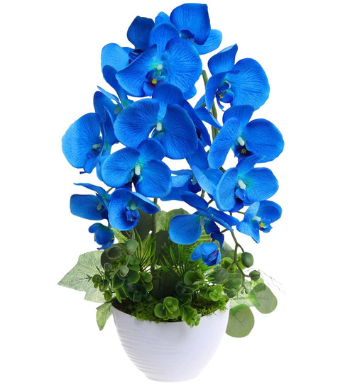 Niebieski storczyk orchidea Kompozycja kwiatowa 50 cm KOMp160 S342