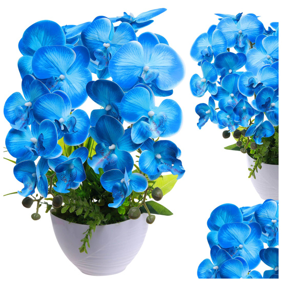 Niebieski storczyk orchidea Kompozycja kwiatowa 2 Pędowy 50 cm KOMp92 S340